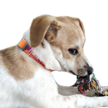 Load image into Gallery viewer, P.Y.T. Pet 15 Colors Personalized Dog Collars, Custom Embroidered with Pet Name and Phone Number- Pumpkin