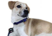 Load image into Gallery viewer, P.Y.T. Pet 15 Colors Personalized Dog Collars, Custom Embroidered with Pet Name and Phone Number- Royal Blue