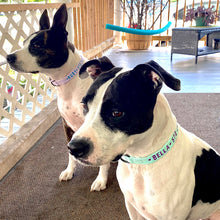 Load image into Gallery viewer, P.Y.T. Pet 15 Colors Personalized Dog Collars, Custom Embroidered with Pet Name and Phone Number- Light Green