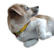 Load image into Gallery viewer, P.Y.T. Pet 15 Colors Personalized Dog Collars, Custom Embroidered with Pet Name and Phone Number- Yellow